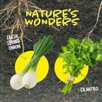 Dan&Darci Root Viewer Kit for Kids - Grow Your Own Plant for Boys & Girls Gifts - Science STEM Toy & Craft Growing Kits for Ages 4-8 Birthday Gifts for Boy, Girl 4, 5, 6, 7, 8, Year Old