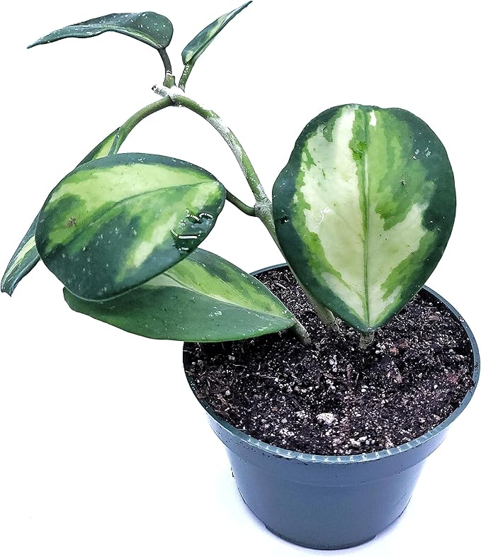 Hoya Obovata Variegated Live Houseplant 4" Pot Easy Care pet Friendly Plant - Variegations Vary from one Another - Ships from California