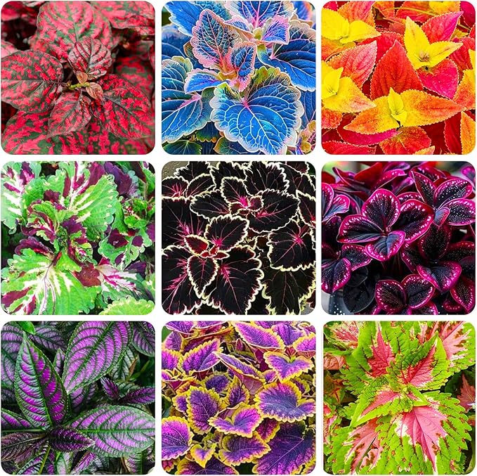 150+ Mix Rainbow Coleus Seeds for Planting - Beautiful Plant in Your Home Garden - Indoors or Outdoors - Attractive and Colorful Coleus Seeds