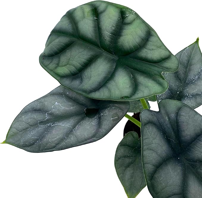 BubbleBlooms Alocasia Silver Dragon, Alocasia Baginda, Jewel Alocasia, Elephant Ear Silver Dragon in 2 inch Pot