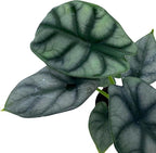 BubbleBlooms Alocasia Silver Dragon, Alocasia Baginda, Jewel Alocasia, Elephant Ear Silver Dragon in 2 inch Pot