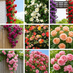 Mix Climbing Rose Seeds for Planting, 300pcs Rare Perennial Climbing Rose Flower Seeds Ground Cover Flowers Plants, Heirloom Non-GMO Hummingbirds Pollinate Flowers for Home Garden Outdoors