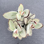 Sprout N Green Kalanchoe Tomentosa Daruma, Live Cactus Plant Fully Rooted in 4" Pots with Soil Mix, Houseplant for Indoor Outdoor Home Office Decor, Keep Away from Pets