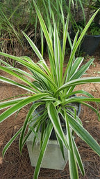 Spider Plant - Chlorophytum Comosum - Bare Rooted - 4"-6" Tall