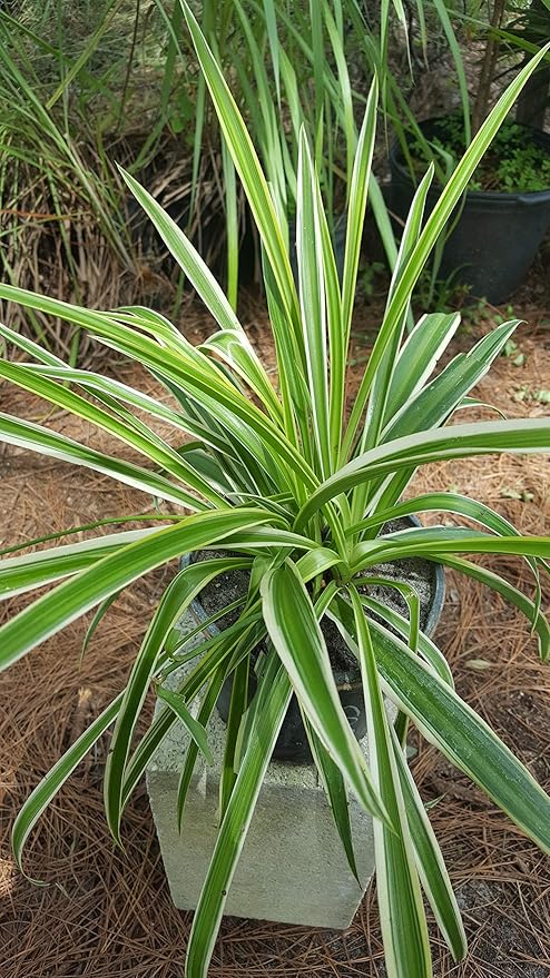 Spider Plant - Chlorophytum Comosum - Bare Rooted - 4"-6" Tall