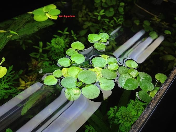 12 Amazon Frogbit (Limnobium Laevigatum), Live Aquarium/Aquatic Floating Plant by G&Z