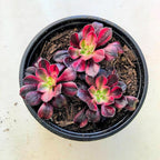 Blissful Aeonium Emerald Ice Succulent – Variegated Green & White Rosettes, Drought Tolerant, Easy Care Indoor/Outdoor Plant, Colorful Home & Garden Décor (Chanel, 4" Pot)
