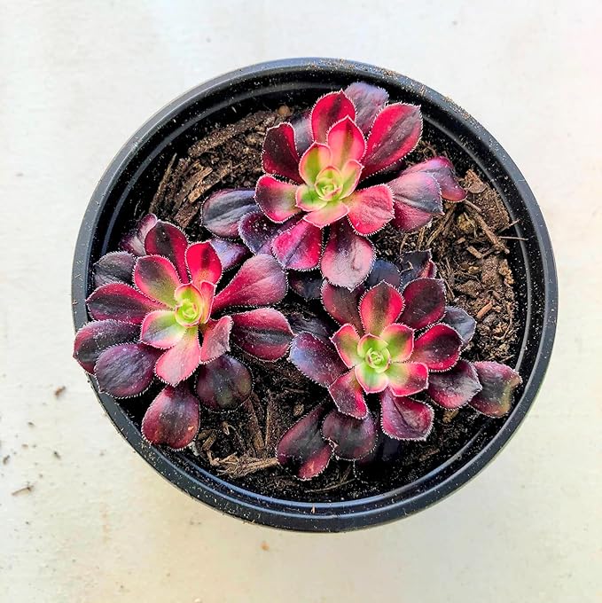Blissful Aeonium Emerald Ice Succulent – Variegated Green & White Rosettes, Drought Tolerant, Easy Care Indoor/Outdoor Plant, Colorful Home & Garden Décor (Chanel, 4" Pot)