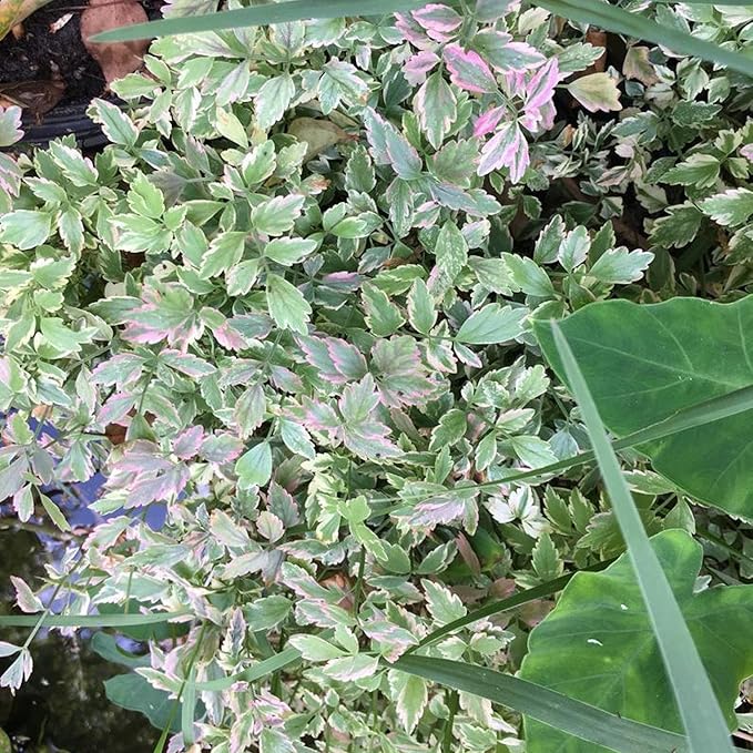 Chalily Water Celery, a Great Live Pond Plant for Your Water Garden. Filters koi and Goldfish Ponds. Good for Bogs, Plant Shelf or Shallow Water This marginal Aquatic is a Real Beauty
