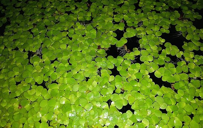 40+ Giant Duckweed (Spirodela polyrhiza) Live Floating Plants for Aquarium or Pond