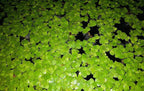 40+ Giant Duckweed (Spirodela polyrhiza) Live Floating Plants for Aquarium or Pond