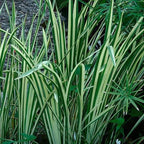 Chalily Variegated Sweet Flag, a Great Live Pond Plant for Your Water Garden. Filters koi and Goldfish Ponds. Good for Bogs, Plant Shelf or Shallow Water This marginal Aquatic is a Real Beauty