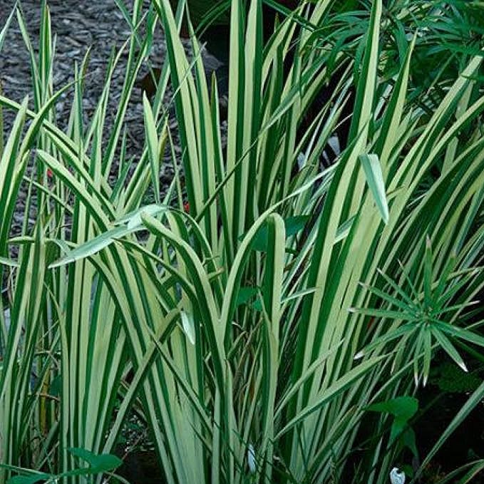 Chalily Variegated Sweet Flag, a Great Live Pond Plant for Your Water Garden. Filters koi and Goldfish Ponds. Good for Bogs, Plant Shelf or Shallow Water This marginal Aquatic is a Real Beauty