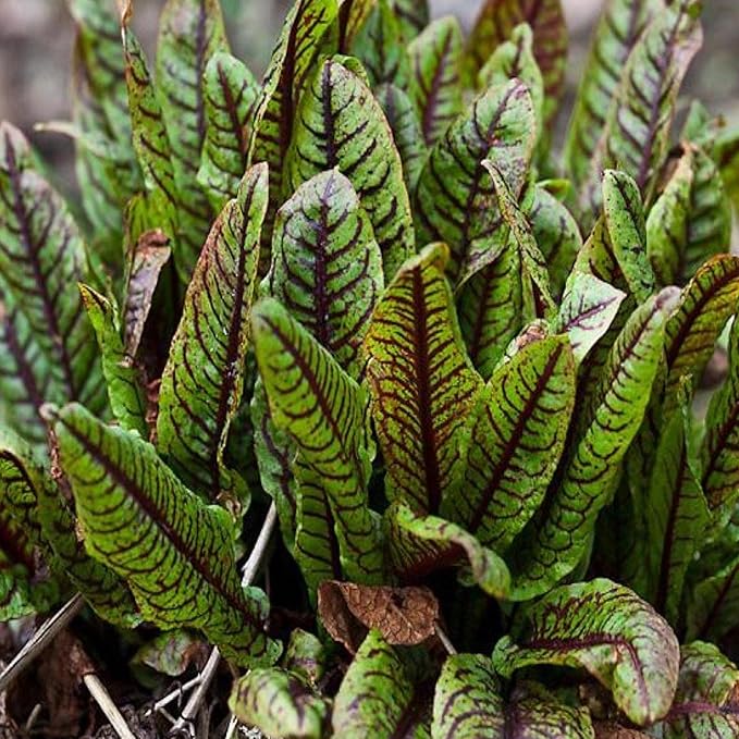 Bloody Dock, a Great Live Pond Plant for Your Water Garden. Filters koi and Goldfish Ponds. Good for Bogs, Plant Shelf or Shallow Water This marginal Aquatic is a Real Beauty