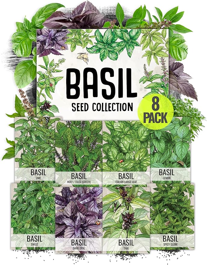Seed Needs Culinary Basil Herb Seed Packet Collection (8 Individual Basil Seed Varieties for Planting) Non-GMO & Untreated Kitchen Herbs to Plant Indoors/Outdoors