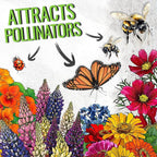Seed Needs Flower Seeds Hummingbird and Butterfly Seed Mix 1 Ounce No Filler | 23 Varieties Garden Seeds Annual & Perennial Species | Pollinator Attracting Flowering Seed | Bulk Resealable Package