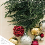 Live Dark Green Cypress Tree - Tabletop Decoration - 12" Tall by 5" Wide in Deco Cover