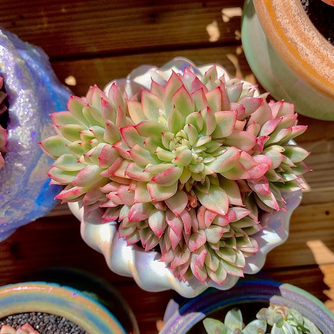 Live Succulent Echeveria Mebina Variegata,3.5 Inches Mini Succulents Plants Live,Bare Root Without Pot Soil,Clustered Live Plants,House Plants for Gift Party Wedding Garden Baby Shower DIY Decor
