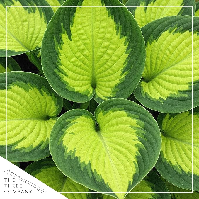 Live Perennial Hosta - Rainforest Sunrise (3 Plants Per Pack) Beautiful Accent Plant, 10" Tall by 4" Wide in 1 Qt Pot