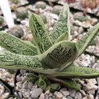 Gasteria Little Warty Cacti Cactus Succulent Real Live Plant