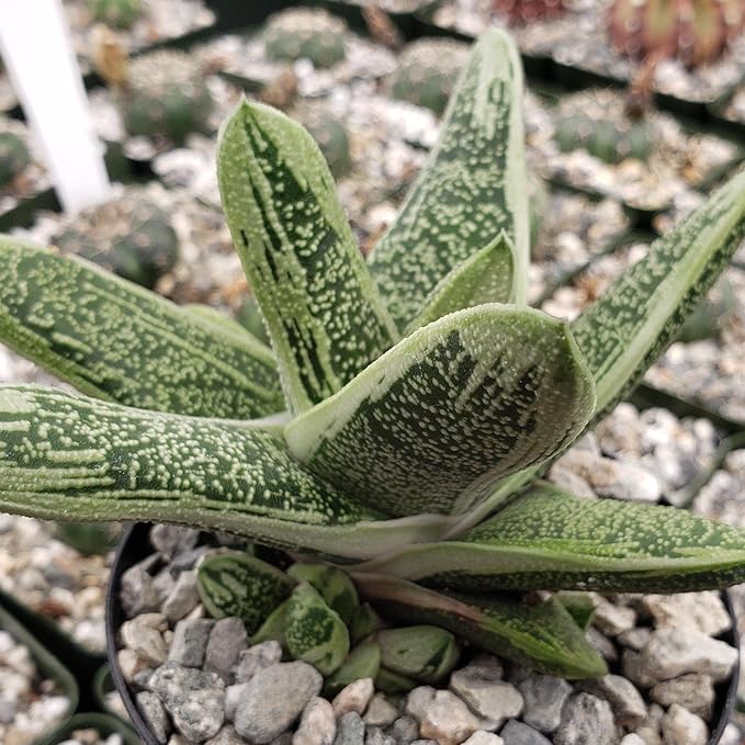 Gasteria Little Warty Cacti Cactus Succulent Real Live Plant