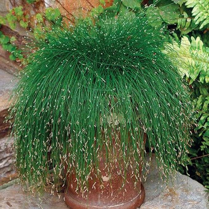 Chalily Fiber Optic Rush, a Great Live Pond Plant for Your Water Garden. Filters koi and Goldfish Ponds. Good for Bogs, Plant Shelf or Shallow Water This marginal Aquatic is a Real Beauty