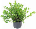 Deutzia gracilis 'Nikko' (Nikko Deutzia) Shrub, white flowers, #3 - Size Container