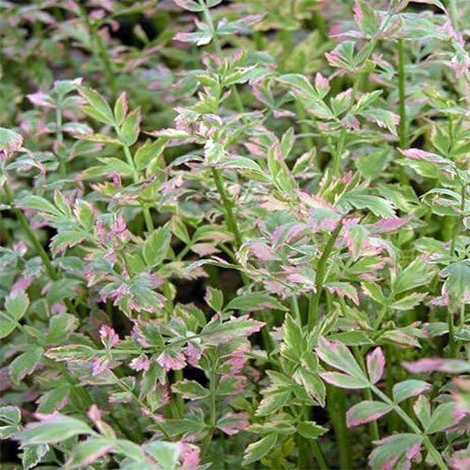 Chalily Water Celery, a Great Live Pond Plant for Your Water Garden. Filters koi and Goldfish Ponds. Good for Bogs, Plant Shelf or Shallow Water This marginal Aquatic is a Real Beauty