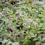 Chalily Water Celery, a Great Live Pond Plant for Your Water Garden. Filters koi and Goldfish Ponds. Good for Bogs, Plant Shelf or Shallow Water This marginal Aquatic is a Real Beauty