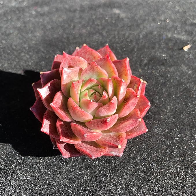 FWPP Succulents Plants Live Echeveria Small Conch,Mini Succulents Red 3 inches Mini Succulents,Bare Root Without Pot,Succulent Plant Live Decoration Plant Gifts