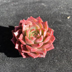 FWPP Succulents Plants Live Echeveria Small Conch,Mini Succulents Red 3 inches Mini Succulents,Bare Root Without Pot,Succulent Plant Live Decoration Plant Gifts
