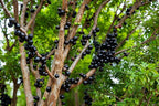 ragnaroc Live Fruit Trees – Plinia cauliflora Jaboticaba 9-12” Tall in 4” Pot - 1ct - Color When Flowering Red, Bonsai - Live Arrival Guaranteed - House Plants for Home Decor