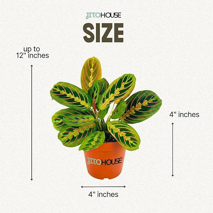 Live Red Maranta Prayer Plant in 4” Pot | Pet Friendly Indoor Houseplant | Leaves Move & Fold at Night | Easy Care Fast Growing Plant for Home, Office & Apartment Décor | Gift by JitoHouse