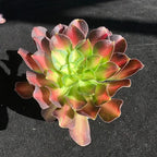 FWPP Succulents Plants Live Echeveria Aeonium Shaohua,Mini Succulents Red 3 inches Mini Succulents,Bare Root Without Pot,Succulent Plant Live Decoration Plant Gifts