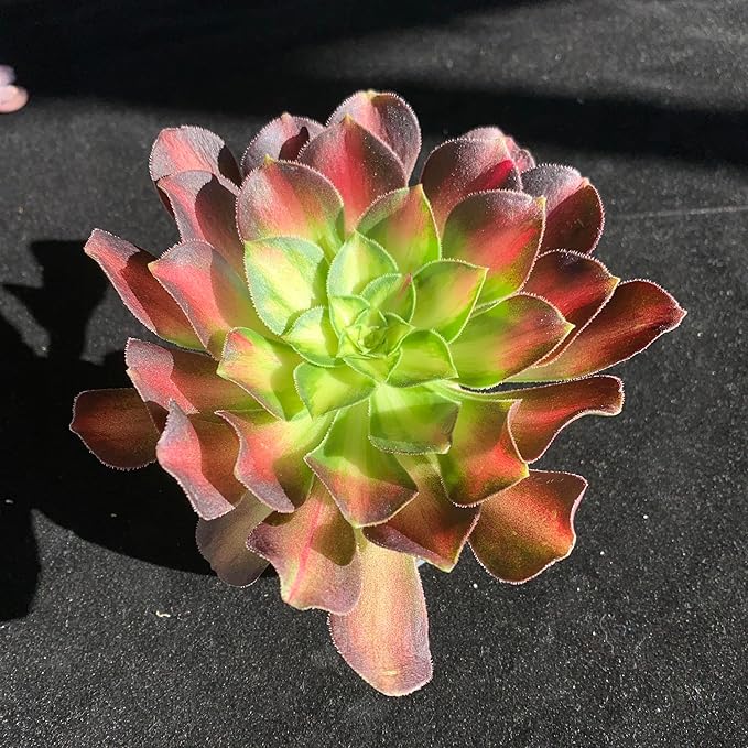 FWPP Succulents Plants Live Echeveria Aeonium Shaohua,Mini Succulents Red 3 inches Mini Succulents,Bare Root Without Pot,Succulent Plant Live Decoration Plant Gifts