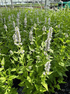 Perennial Farm Marketplace Agastache x 'Blue Fortune' (Mexican Hyssop) Perennial, Size-#1 Container, Violet Flowers