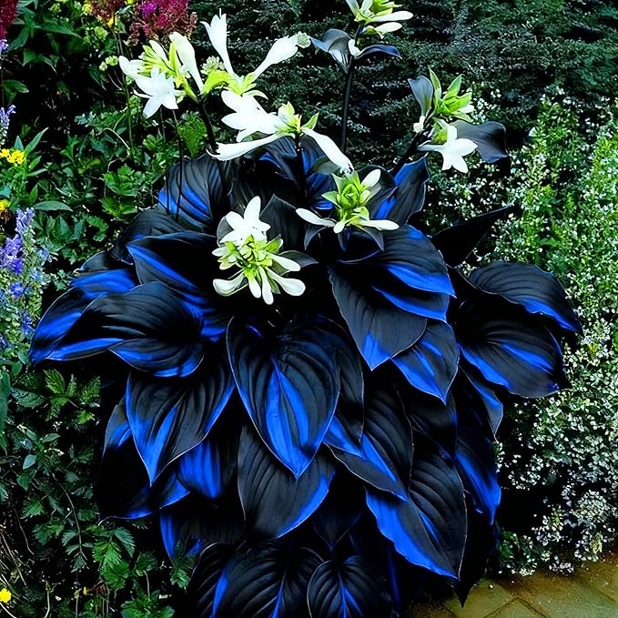Hosta Seeds for Planting, 290+pcs Rare Perennial Hosta Flower Seeds Plants, Non-GMO Heirloom Long Blooming Plants Shaded Entry Pathway Rare Flowers for Garden Outdoors