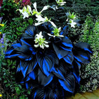 Hosta Seeds for Planting, 290+pcs Rare Perennial Hosta Flower Seeds Plants, Non-GMO Heirloom Long Blooming Plants Shaded Entry Pathway Rare Flowers for Garden Outdoors