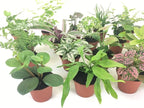 Mini Terrarium Plants (6 Plants) (2" Pots) Fairy Garden Plants Assorted Varieties