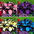 Hosta Seeds for Planting, 297pcs Non-GMO Heirloom Perennial Hosta Flower Seeds, Long Blooming Plants Shaded Entry Pathway Rare Flowers Beauty Home Garden for Outdoors