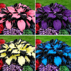 Hosta Seeds for Planting, 297pcs Non-GMO Heirloom Perennial Hosta Flower Seeds, Long Blooming Plants Shaded Entry Pathway Rare Flowers Beauty Home Garden for Outdoors