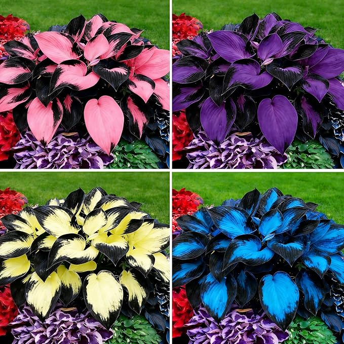 Hosta Seeds for Planting, 297pcs Non-GMO Heirloom Perennial Hosta Flower Seeds, Long Blooming Plants Shaded Entry Pathway Rare Flowers Beauty Home Garden for Outdoors