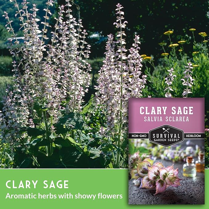 Clary Sage Seeds for Planting - Medicinal Herb for Aromatherapy & Pollinators, Fragrant Perennial Salvia Sclarea for Healing Gardens, Non-GMO Heirloom - Survival Garden Seeds (1 Pack)