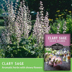 Clary Sage Seeds for Planting - Medicinal Herb for Aromatherapy & Pollinators, Fragrant Perennial Salvia Sclarea for Healing Gardens, Non-GMO Heirloom - Survival Garden Seeds (5 Packs)