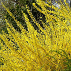 PERFECT PLANTS Lynwood Gold Forsythia Shrub 1 Gallon | Live Shrubs for Outdoor Planting | Fast Growing & Provides Privacy | Gorgeous Yellow Flower in Spring