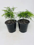 Two Fern Leaf Plumosus Asparagus Fern 4.5" Unique Design Pot - Easy to Grow - Great Houseplant from Jm Bamboo