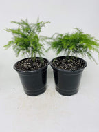 Two Fern Leaf Plumosus Asparagus Fern 4.5" Unique Design Pot - Easy to Grow - Great Houseplant from Jm Bamboo