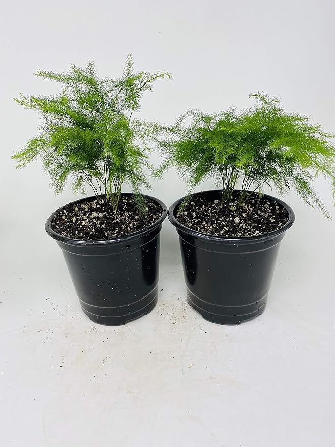 Two Fern Leaf Plumosus Asparagus Fern 4.5" Unique Design Pot - Easy to Grow - Great Houseplant from Jm Bamboo