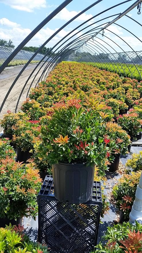 Green Promise Farms PIERIS Japonica `Mountain FIRE` (Andromeda) Evergreen, 3-Size Container, White Blossoms - Plant Does NOT Ship to AZ, CA, HI, ID, MT, NV, OR, PR, UT & WA!