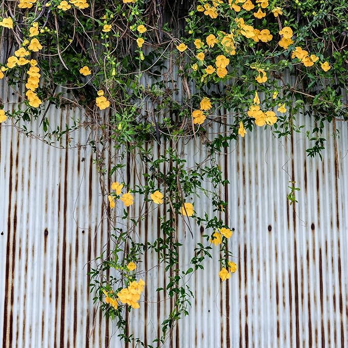 Perfect Plants Yellow Carolina Jessamine 1 Gallon | Live Shrub for Gardens | Fragrant Spring Blooms